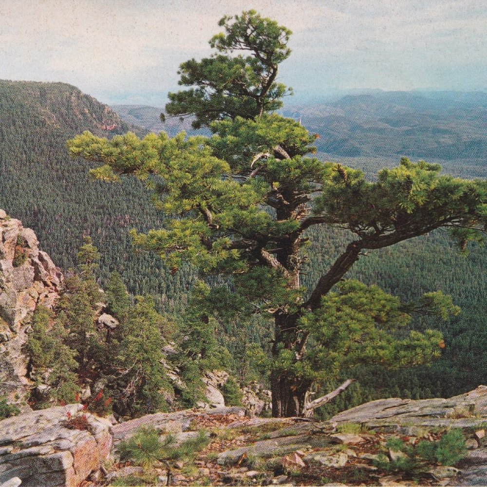 🌬🌲⛰